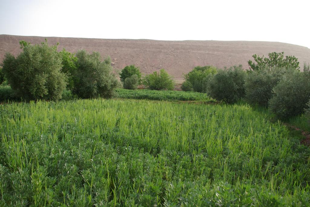 Maison D'Hotes Nouflla Bed and Breakfast Ait Benhaddou Esterno foto